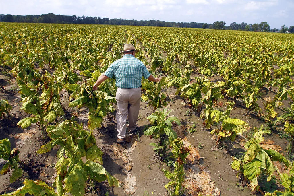 Keith Beavers examines his tobacco crop in aftermath of Hurricane Irene in Mount Olive, N.C., Tuesday, Aug. 30, 2011. Far from the beach towns that took Hurricane Irene's first hit, the storm inflicted some of its worst damage on inland farms from North Carolina to New York as crops were pummeled by wind, scalded by salt spray and submerged by floodwaters. Some farmers are reporting total losses. (AP Photo/Jim R. Bounds)