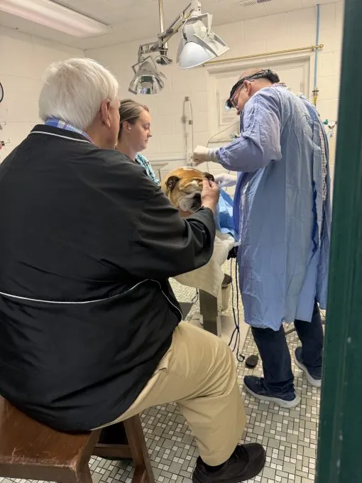 Sen. Jim Justice (R-WV) sits alongside surgery for Babydog, his bulldog, last week to remove a cyst.