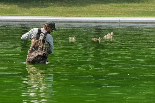 National Park Service workers push algae towards an aeration area in the center of the Lincoln Memorial Reflecting Pool following the completion of recent renovations in Washington, D.C., on June 14, 2026.