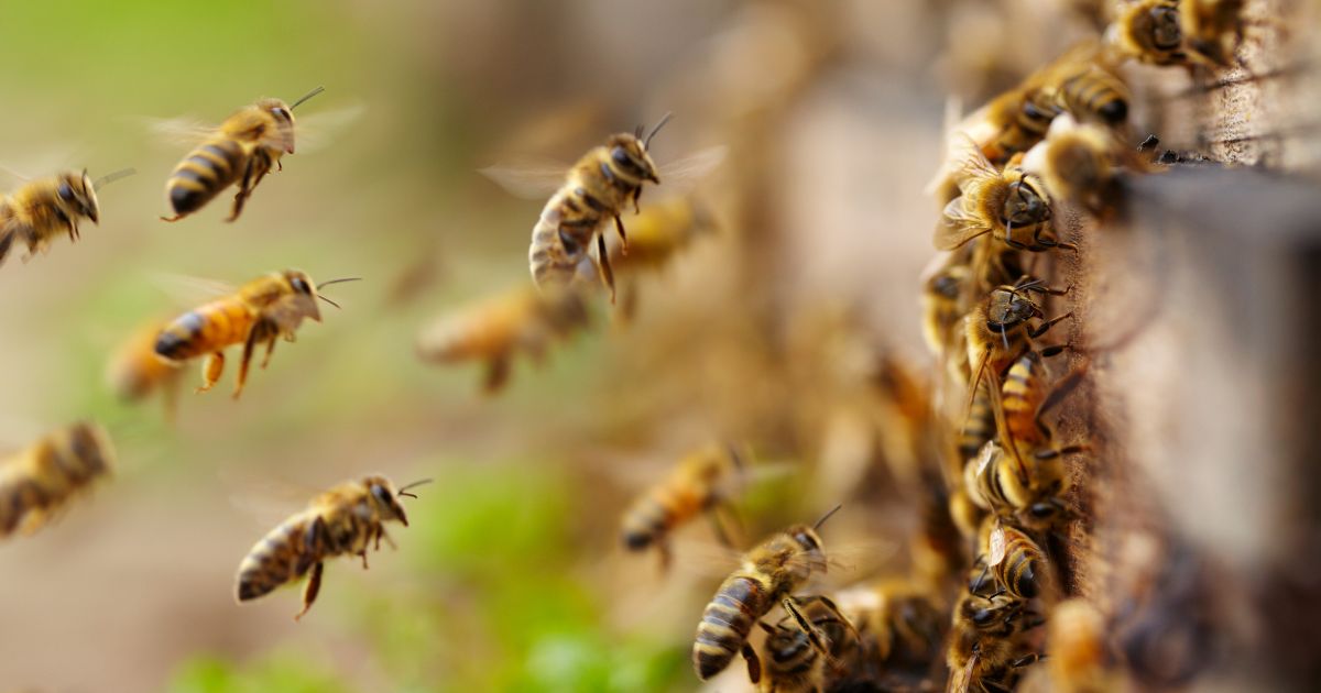 Nearby Residents Told to Stay Inside as Semi Carrying Millions of Bees Overturns